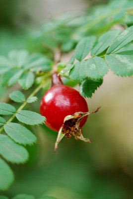 Rosa omeiensis 'Pteracantha' - růže omejská - plod